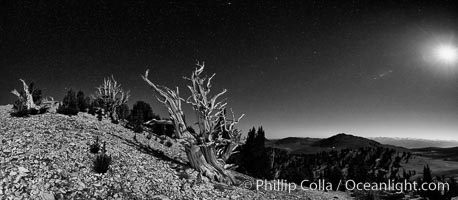 Ancient bristlecone pine trees at night, under a clear night sky full of stars, lit by a full moon, near Patriarch Grove, Pinus longaeva, White Mountains, Inyo National Forest