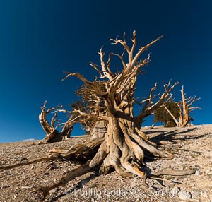 Ancient bristlecone pine trees in Patriarch Grove, display characteristic gnarled, twisted form as it rises above the arid, dolomite-rich slopes of the White Mountains at 11000-foot elevation. Patriarch Grove, Ancient Bristlecone Pine Forest. White Mountains, Inyo National Forest, California, USA, Pinus longaeva, natural history stock photograph, photo id 28523