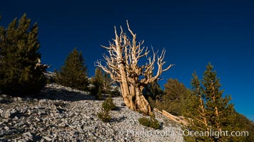 Ancient bristlecone pine trees in Patriarch Grove, display characteristic gnarled, twisted form as it rises above the arid, dolomite-rich slopes of the White Mountains at 11000-foot elevation. Patriarch Grove, Ancient Bristlecone Pine Forest, Pinus longaeva, White Mountains, Inyo National Forest