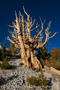 Ancient bristlecone pine trees in Patriarch Grove, display characteristic gnarled, twisted form as it rises above the arid, dolomite-rich slopes of the White Mountains at 11000-foot elevation. Patriarch Grove, Ancient Bristlecone Pine Forest