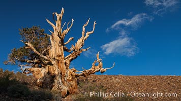 Ancient bristlecone pine tree in the White Mountains, at an elevation of 10,000' above sea level.  These are some of the oldest trees in the world, reaching 4000 years in age.