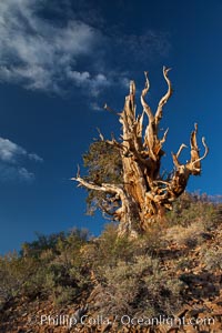 Ancient bristlecone pine tree in the White Mountains, at an elevation of 10,000' above sea level.  These are some of the oldest trees in the world, reaching 4000 years in age, Pinus longaeva, Ancient Bristlecone Pine Forest, White Mountains, Inyo National Forest