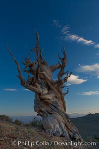 Ancient bristlecone pine tree in the White Mountains, at an elevation of 10,000' above sea level.  These are some of the oldest trees in the world, reaching 4000 years in age, Pinus longaeva, Ancient Bristlecone Pine Forest, White Mountains, Inyo National Forest