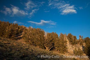 Ancient bristlecone pine trees in the White Mountains, at an elevation of 10,000' above sea level.  These are some of the oldest trees in the world, reaching 4000 years in age, Pinus longaeva, Ancient Bristlecone Pine Forest, White Mountains, Inyo National Forest