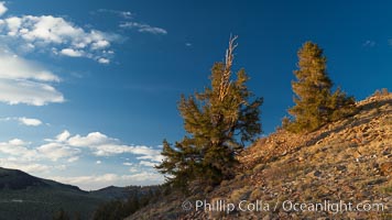 Ancient bristlecone pine trees in the White Mountains, at an elevation of 10,000' above sea level.  These are some of the oldest trees in the world, reaching 4000 years in age, Pinus longaeva, Ancient Bristlecone Pine Forest, White Mountains, Inyo National Forest