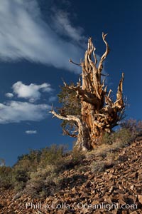 Ancient bristlecone pine tree in the White Mountains, at an elevation of 10,000' above sea level.  These are some of the oldest trees in the world, reaching 4000 years in age, Pinus longaeva, Ancient Bristlecone Pine Forest, White Mountains, Inyo National Forest