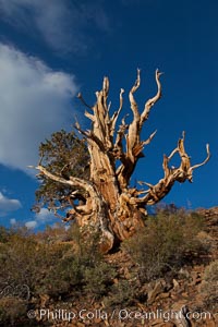 Ancient bristlecone pine tree in the White Mountains, at an elevation of 10,000' above sea level.  These are some of the oldest trees in the world, reaching 4000 years in age, Pinus longaeva, Ancient Bristlecone Pine Forest, White Mountains, Inyo National Forest