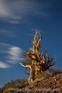 Ancient bristlecone pine tree in the White Mountains, at an elevation of 10,000' above sea level.  These are some of the oldest trees in the world, reaching 4000 years in age, Pinus longaeva, Ancient Bristlecone Pine Forest, White Mountains, Inyo National Forest