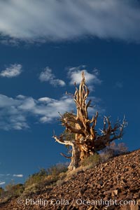 Ancient bristlecone pine tree in the White Mountains, at an elevation of 10,000' above sea level.  These are some of the oldest trees in the world, reaching 4000 years in age, Pinus longaeva, Ancient Bristlecone Pine Forest, White Mountains, Inyo National Forest