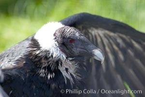 Andean condor, Vultur gryphus