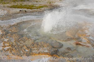 Anemone Geyser erupts.  Anemone Geyser cycles about every 7 minutes.  First the pools fills, then overflows, then bubbles and splashes before erupting.  The eruption empties the pools and the cycle begins anew.  Upper Geyser Basin, Yellowstone National Park, Wyoming