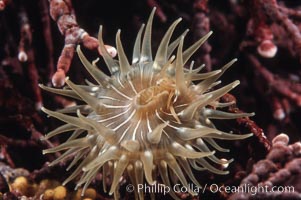 Anemone on kelp, Monterey, California