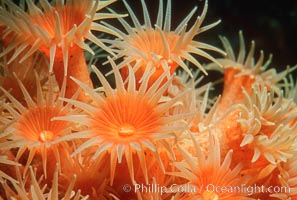 Zoanthid anemones, Coronado Islands. Coronado Islands (Islas Coronado), Baja California, Mexico, natural history stock photograph, photo id 02488