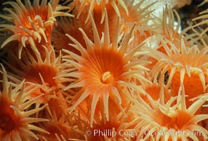Zoanthid anemones, Coronado Islands. Coronado Islands (Islas Coronado), Baja California, Mexico, natural history stock photograph, photo id 05327