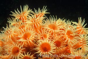 Zoanthid anemones, Coronado Islands. Coronado Islands (Islas Coronado), Baja California, Mexico, natural history stock photograph, photo id 05328