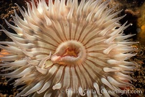 Anemone, Point Lobos, Monterey, California