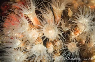 Zoanthid anemones, Coronado Islands, Coronado Islands (Islas Coronado)