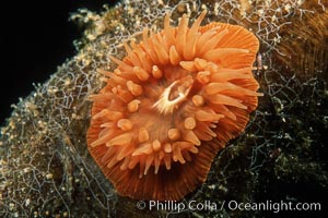 Unidentified marine anemone on kelp stipe, Monterey Bay National Marine Sanctuary, California.