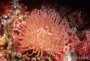 Unidentified marine anemone amid smaller Corynactis anemones and barnacles, San Miguel Island, Channel Islands National Marine Sanctuary, Corynactis californica