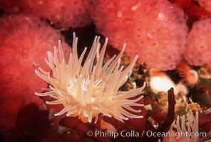 Anemone on kelp blade, San Miguel Island