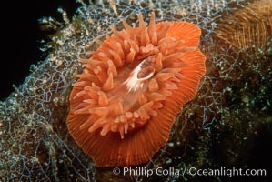 Anemone on kelp stipe, San Miguel Island