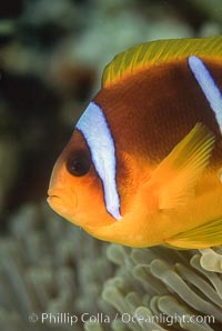 Two band anemonefish, Amphiprion bicinctus, Egyptian Red Sea