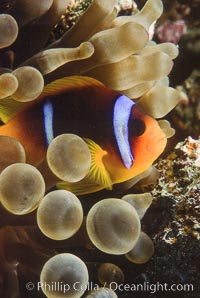 Two band anemonefish, Amphiprion bicinctus, Egyptian Red Sea