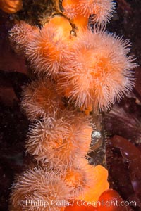 Anemones cling to Bull Kelp Stalk, Browning Pass, British Columbia, Nereocystis luetkeana