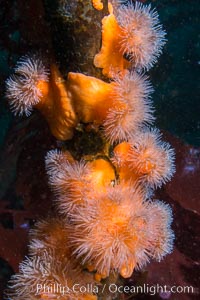 Anemones cling to Bull Kelp Stalk, Browning Pass, British Columbia, Nereocystis luetkeana