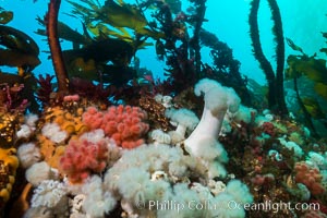 Anemones and kelp cover a colorful reef in British Columbia, near Queen Charlotte Strait and Vancouver Island.  Strong tidal currents bring rich nutrients to the invertebrates clinging to these rocks, Metridium farcimen, Metridium senile