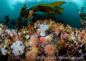 Anemones and kelp cover a colorful reef in British Columbia, near Queen Charlotte Strait and Vancouver Island.  Strong tidal currents bring rich nutrients to the invertebrates clinging to these rocks