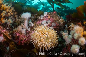 Colorful anemones and soft corals, bryozoans and kelp cover the rocky reef in a kelp forest near Vancouver Island and the Queen Charlotte Strait.  Strong currents bring nutrients to the invertebrate life clinging to the rocks