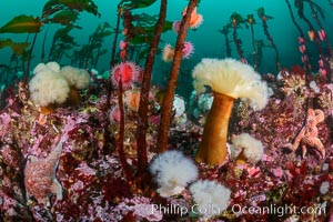 Colorful anemones and soft corals, bryozoans and kelp cover the rocky reef in a kelp forest near Vancouver Island and the Queen Charlotte Strait.  Strong currents bring nutrients to the invertebrate life clinging to the rocks, Metridium farcimen