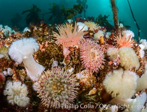 Colorful anemones and soft corals, bryozoans and kelp cover the rocky reef in a kelp forest near Vancouver Island and the Queen Charlotte Strait.  Strong currents bring nutrients to the invertebrate life clinging to the rocks.