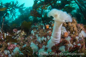 Colorful anemones and soft corals, bryozoans and kelp cover the rocky reef in a kelp forest near Vancouver Island and the Queen Charlotte Strait.  Strong currents bring nutrients to the invertebrate life clinging to the rocks, Metridium farcimen, Metridium senile