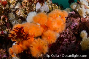 Colorful anemones and soft corals, bryozoans and kelp cover the rocky reef in a kelp forest near Vancouver Island and the Queen Charlotte Strait.  Strong currents bring nutrients to the invertebrate life clinging to the rocks, Metridium senile