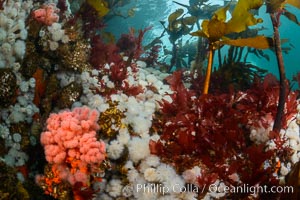 Colorful anemones and soft corals, bryozoans and kelp cover the rocky reef in a kelp forest near Vancouver Island and the Queen Charlotte Strait.  Strong currents bring nutrients to the invertebrate life clinging to the rocks, Gersemia rubiformis