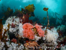 Colorful anemones and soft corals, bryozoans and kelp cover the rocky reef in a kelp forest near Vancouver Island and the Queen Charlotte Strait.  Strong currents bring nutrients to the invertebrate life clinging to the rocks, Gersemia rubiformis, Metridium senile