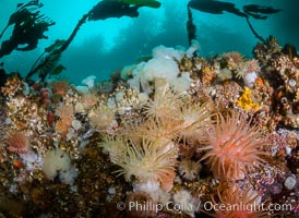 Colorful anemones and soft corals, bryozoans and kelp cover the rocky reef in a kelp forest near Vancouver Island and the Queen Charlotte Strait.  Strong currents bring nutrients to the invertebrate life clinging to the rocks