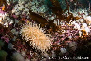 Colorful anemones and soft corals, bryozoans and kelp cover the rocky reef in a kelp forest near Vancouver Island and the Queen Charlotte Strait.  Strong currents bring nutrients to the invertebrate life clinging to the rocks