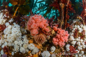 Colorful anemones and soft corals, bryozoans and kelp cover the rocky reef in a kelp forest near Vancouver Island and the Queen Charlotte Strait.  Strong currents bring nutrients to the invertebrate life clinging to the rocks, Metridium senile