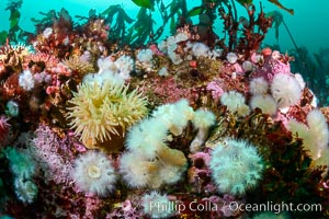 Colorful anemones and soft corals, bryozoans and kelp cover the rocky reef in a kelp forest near Vancouver Island and the Queen Charlotte Strait.  Strong currents bring nutrients to the invertebrate life clinging to the rocks, Metridium senile