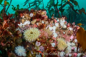 Colorful anemones and soft corals, bryozoans and kelp cover the rocky reef in a kelp forest near Vancouver Island and the Queen Charlotte Strait.  Strong currents bring nutrients to the invertebrate life clinging to the rocks