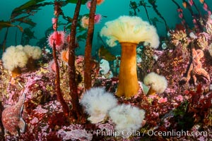 Colorful anemones and soft corals, bryozoans and kelp cover the rocky reef in a kelp forest near Vancouver Island and the Queen Charlotte Strait.  Strong currents bring nutrients to the invertebrate life clinging to the rocks, Metridium farcimen