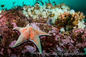 Colorful anemones and soft corals, bryozoans and kelp cover the rocky reef in a kelp forest near Vancouver Island and the Queen Charlotte Strait.  Strong currents bring nutrients to the invertebrate life clinging to the rocks