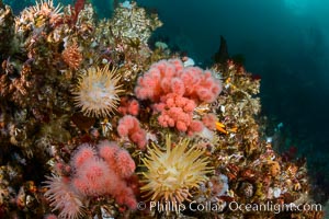 Colorful anemones and soft corals, bryozoans and kelp cover the rocky reef in a kelp forest near Vancouver Island and the Queen Charlotte Strait.  Strong currents bring nutrients to the invertebrate life clinging to the rocks