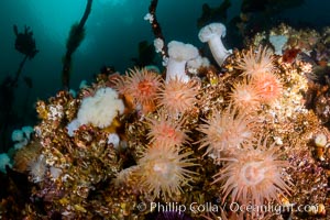 Colorful anemones and soft corals, bryozoans and kelp cover the rocky reef in a kelp forest near Vancouver Island and the Queen Charlotte Strait.  Strong currents bring nutrients to the invertebrate life clinging to the rocks