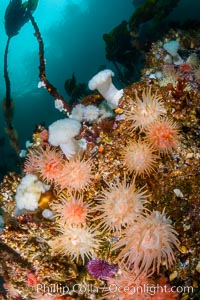 Colorful anemones and soft corals, bryozoans and kelp cover the rocky reef in a kelp forest near Vancouver Island and the Queen Charlotte Strait.  Strong currents bring nutrients to the invertebrate life clinging to the rocks