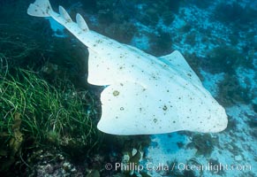 Angel shark, Islas San Benito, Squatina californica, San Benito Islands (Islas San Benito)