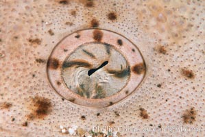 Angel shark eye detail, Islas San Benito, Squatina californica, San Benito Islands (Islas San Benito)